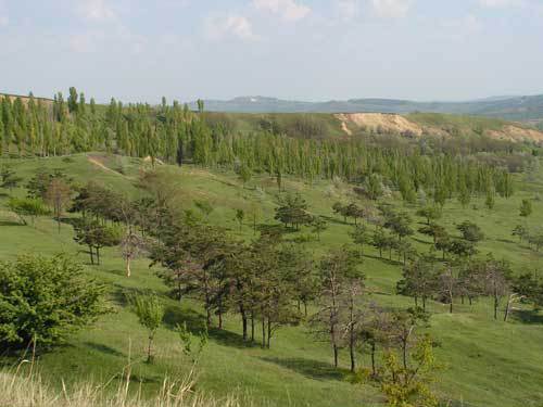 В настоящее время в Республике Молдова лесная растительность и лесной фонд составляют 462,7 тысяч га или 13,7% территории страны.