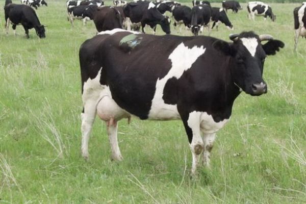 В одном из парков Чадыр-Лунги пастухи пасут животных; власти грозят штрафами.