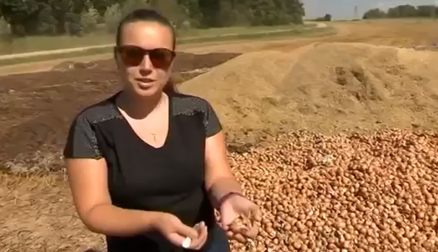 Из выброшенных в поле яиц вылупился выводок цыплят.