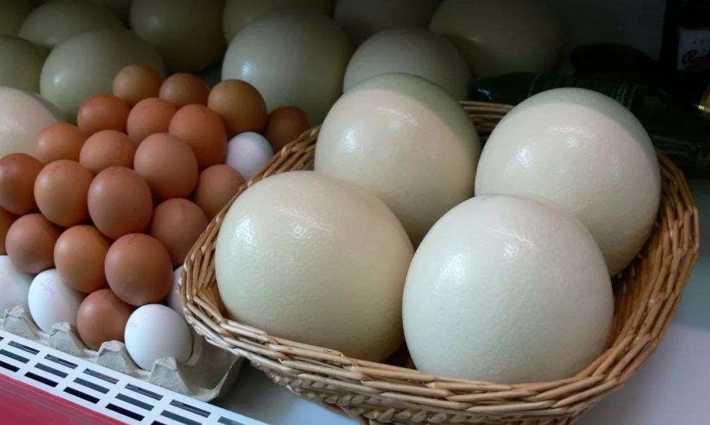 От привычных куриных яиц многие наши граждане отказались в пользу экзотики.