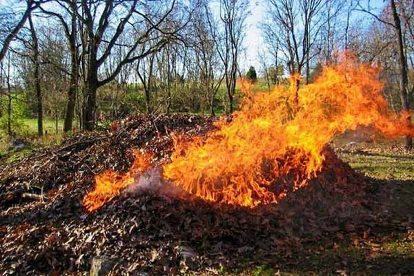 Власти напомнили о запрете сжигания листвы.