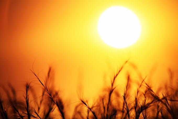 Cod galben prelungit: Temperaturi de până la 35 de grade Celsius