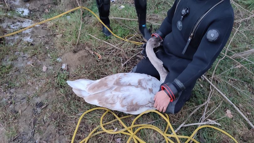 Пограничники вызволили лебедя, застрявшего во льду на реке Прут.