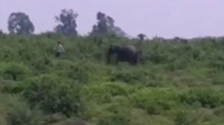 A încercat să facă un selfie cu un elefant, dar a murit în condiţii îngrozitoare. Foto: realitatea.net