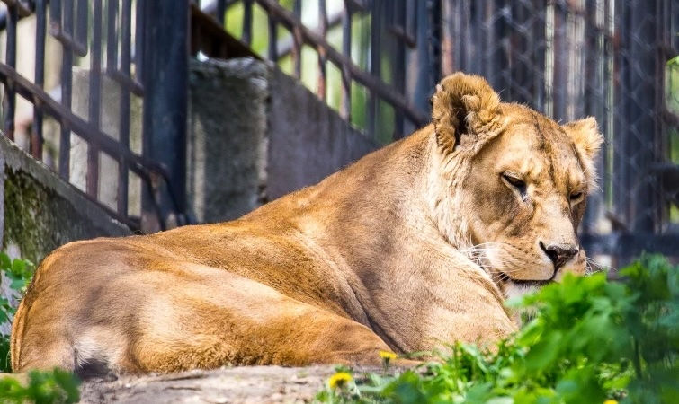 В Кишинёвском зоопарке открыли новый вольер для львов со смотровыми платформами.