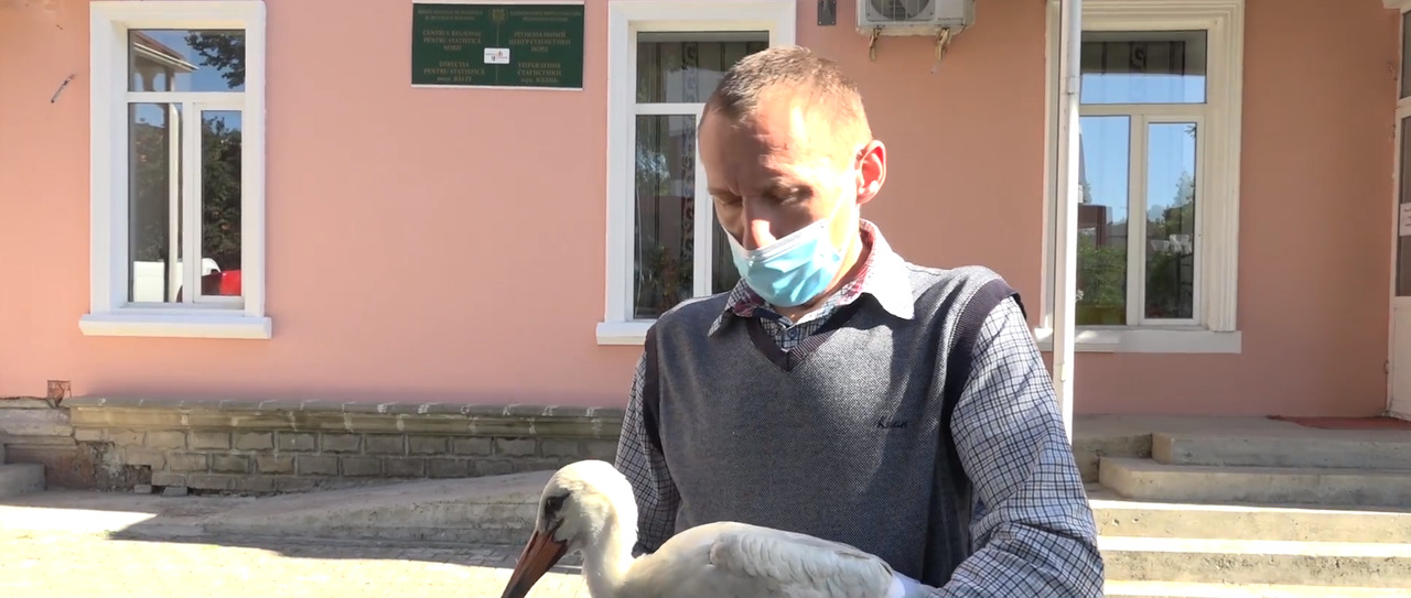 У гулявшего по Бельцам аиста есть хозяева.