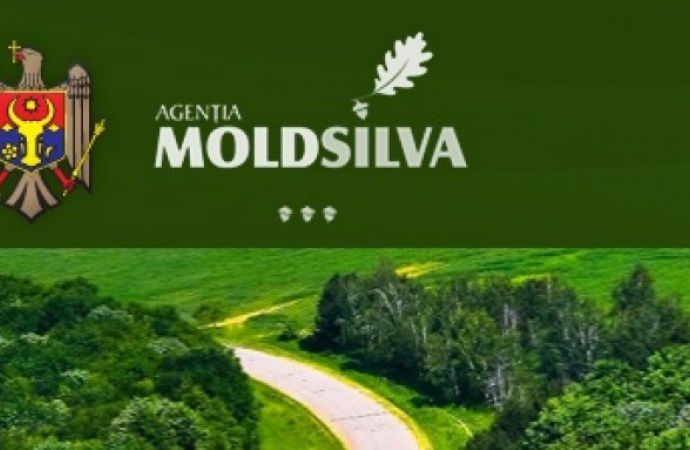 В 2015 г. работники агентства оформили около 600 протоколов в связи с незаконной вырубкой леса.