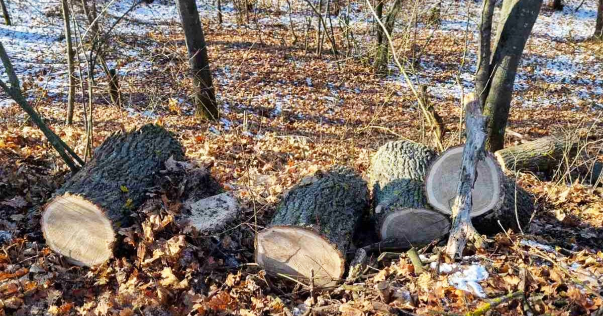 Лесничий заплатит более 100 тысяч леев штрафа: допустил незаконную вырубку.