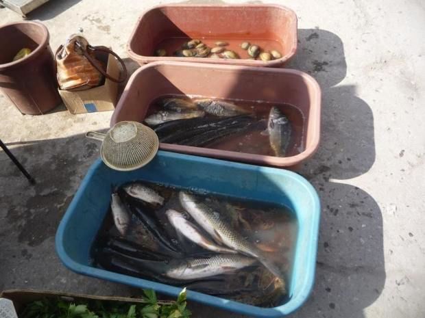 Peștele din piețele de la Rezina și Șoldănești, vândut cu abateri. Foto: Serviciul Piscicol de Stat