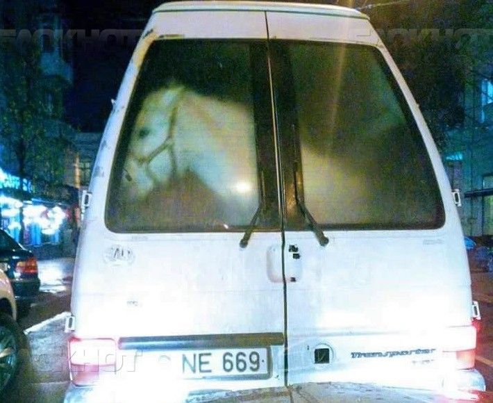 В Кишиневе в микроавтобусе перевозили лошадь.