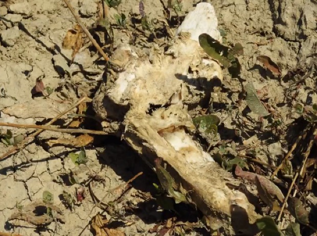 Proprietarul unui abator aruncă tone de oase și intestine de animale, pe un câmp din Ialoveni.