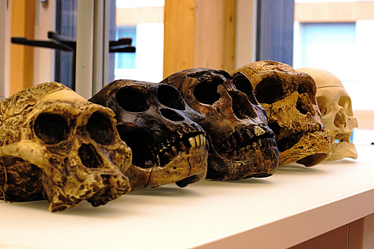 Названа причина вымирания пяти видов Homo. Фото: vokrugsveta.ru.
