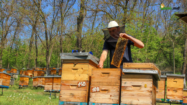 Andrei Bivol, apicultorul care a ajuns să producă 10 tone de miere anual