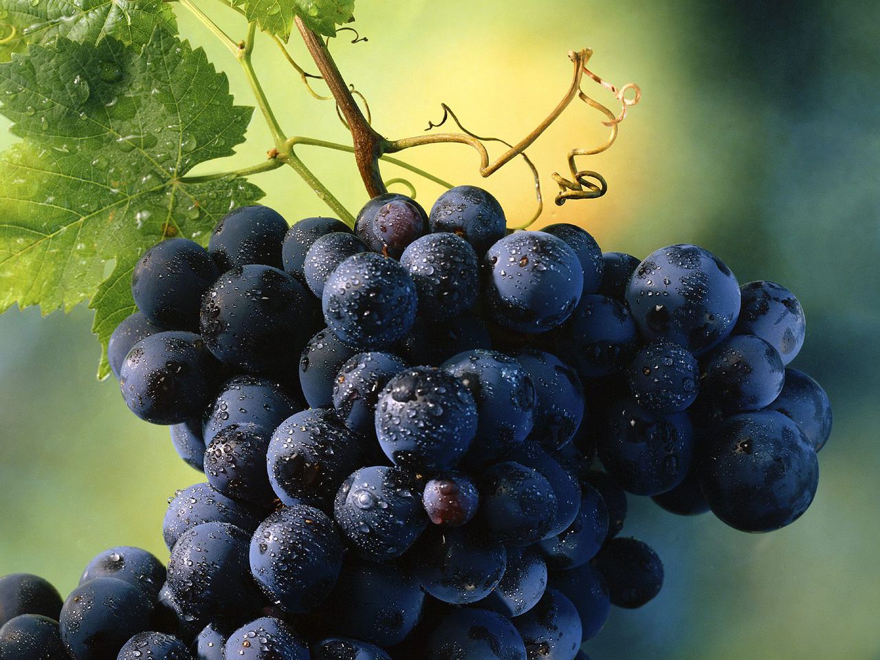 Экспорт винограда на российский рынок превышает европейский. Фото: pro-vinograd.ru