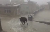 Падение коровы на льду рассмешило зевак.
