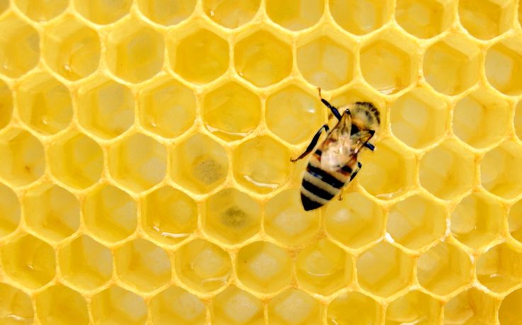 20 de apicultori vor primi stupi verticali în cadrul unui proiect USAID