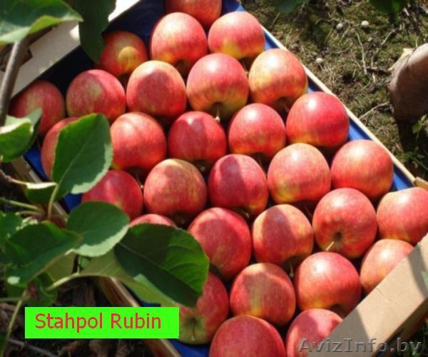Сельхозпродукция из Гагаузии отправится в Россию.
