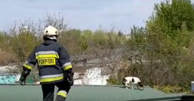 В Службу 112 обратились жильцы дома поблизости, слышавшие вой истощённого животного.