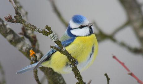 Meteorologii anunţă pentru această săptămână cer variabil. Vor cădea precipitaţii sub formă de ploaie şi ninsoare.