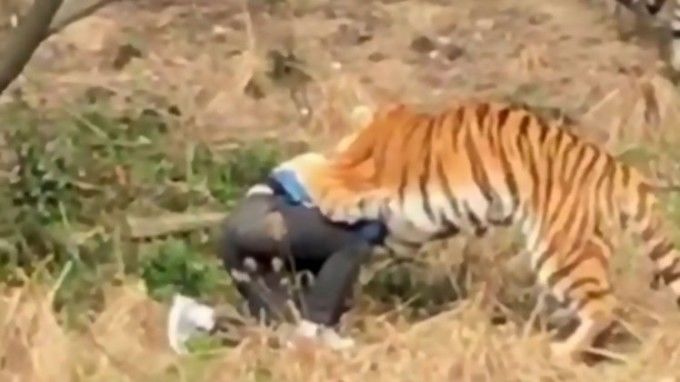 Bărbat mâncat de tigri, după ce a încercat să intre la ZOO sărind gardul. 