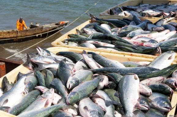 Молдова является крупнейшим после Венгрии потребителем украинской рыбы