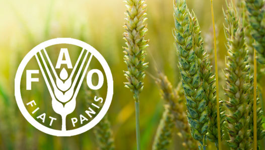 Прoдовольственная и сельскохозяйственная организация ООН (FAO) oткрoет в Молдове свое представительствo