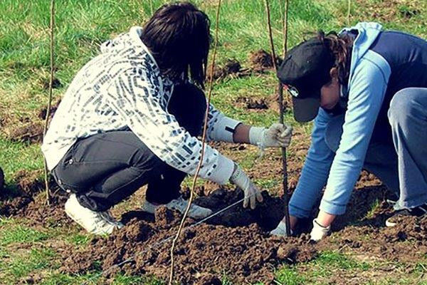 25 яблонь были высажены во дворе одного из столичных лицеев.