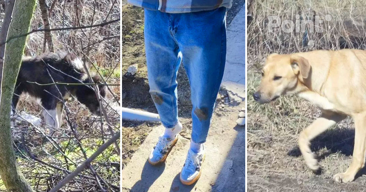 В Бельцах стая собак напала на мужчину.