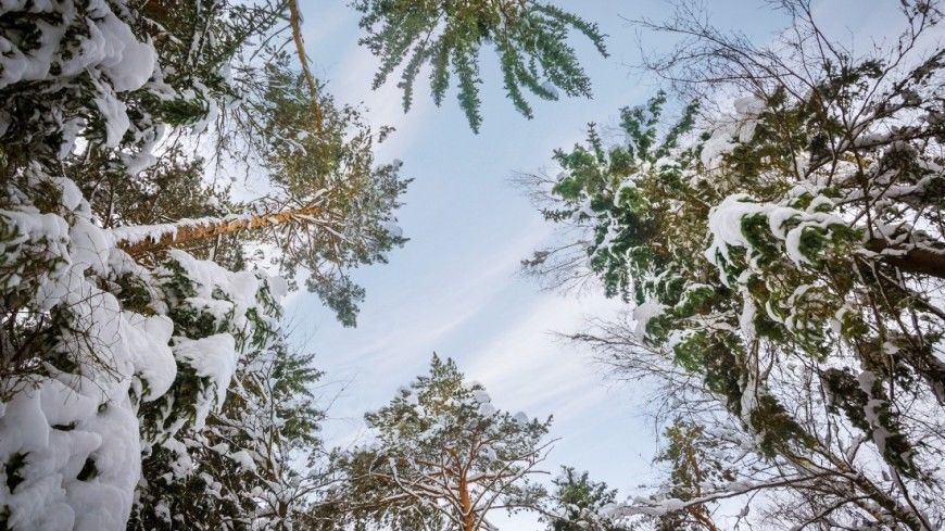 Ученые отметили, что роль деревьев в формировании глобального климата явно недооценивалась. 