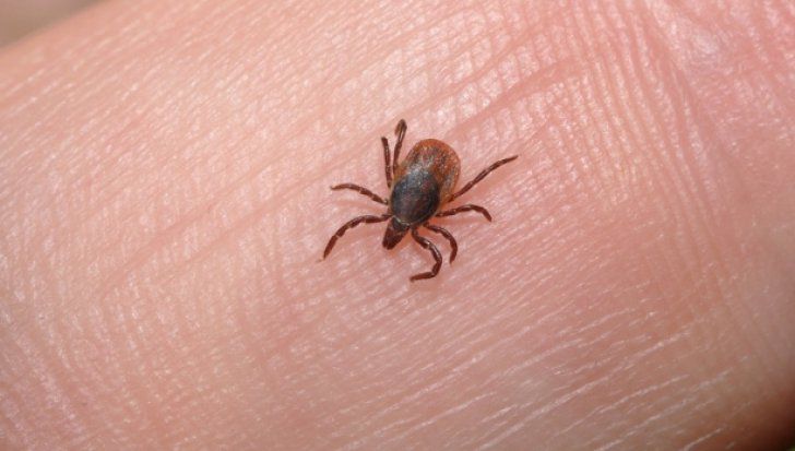 Uleiul esențial reduce riscul ca aceste insecte să sară pe tine atunci când ești afara și le ține la distanță. 