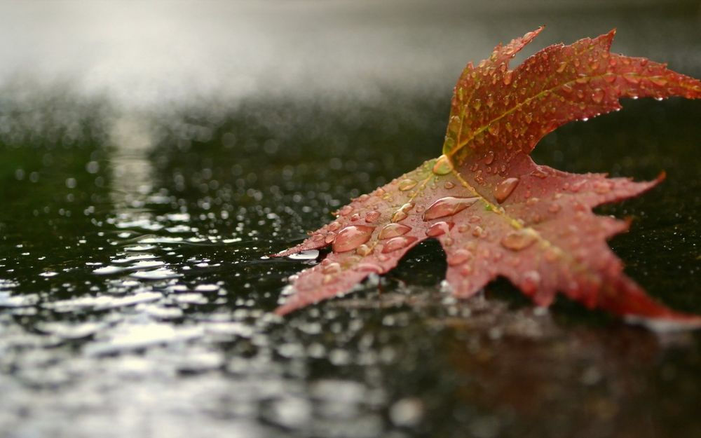 Ploile continuă în Moldova: Se anunță precipitații puternice, ceață și vânt.