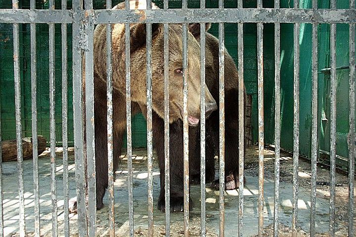 Защитники животных просят власти улучшить условия содержания медведей в зоопарке.