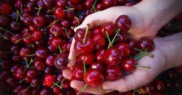 Начало сезона массовых продаж черешни в Молдове задерживается еще на семь-десять дней.