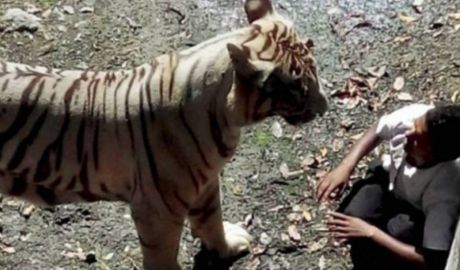Un tigru scăpat de la zoo a sfâşiat un om. Foto: reporterntv.ro