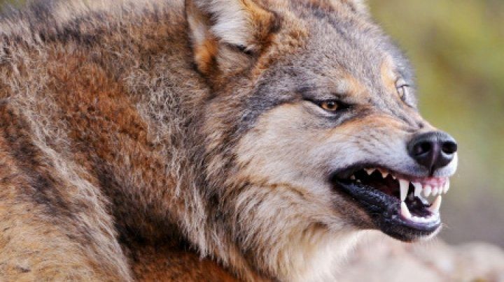В Хынчештском районе шакалы загрызли домашних коз.