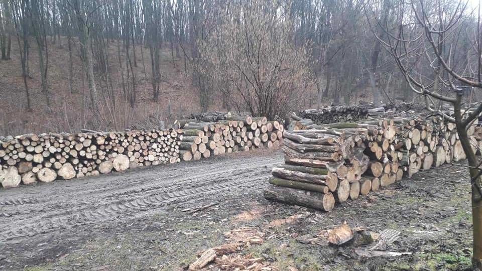 Cотрудников заповедника Plaiul Fagului временно отстранили от должности.