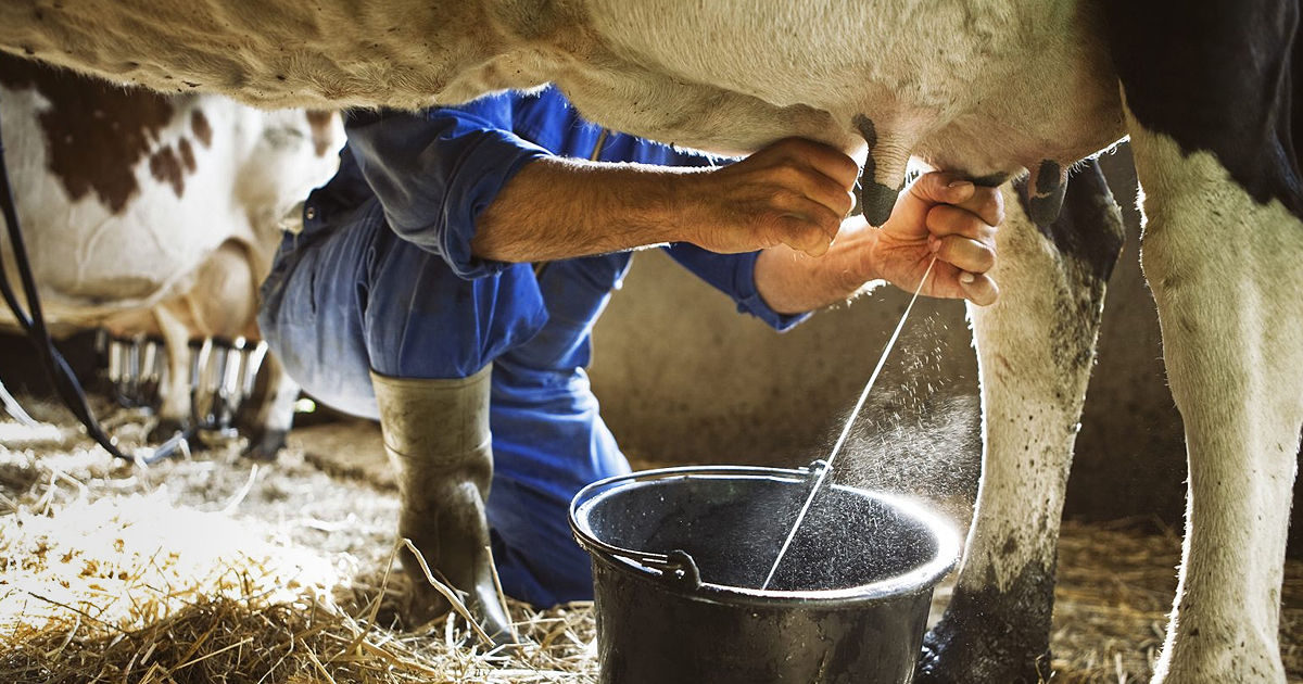 Subvențiile vor ajuta producătorii de lactate să atingă vârful vânzărilor de iarnă.