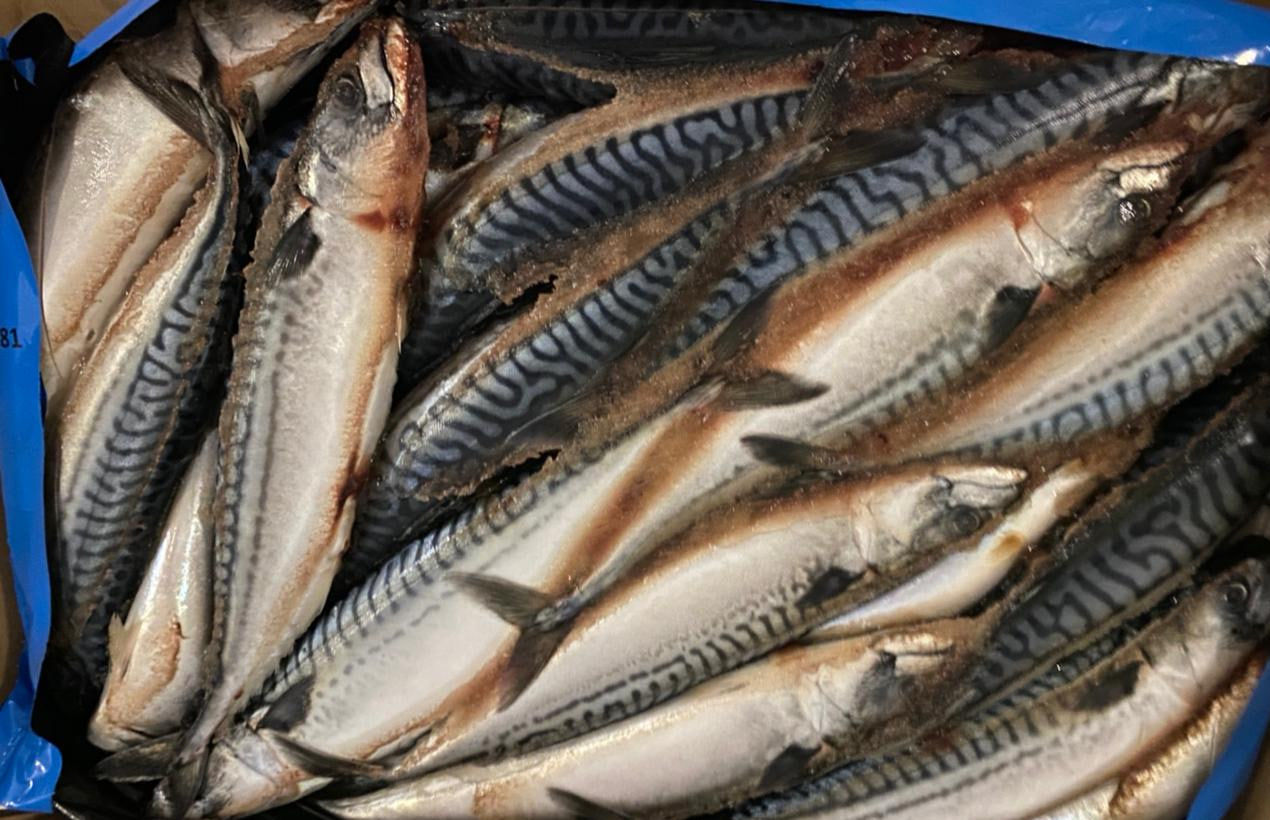 Из продажи изымается «Скумбрия замороженная», произведенная в Исландии