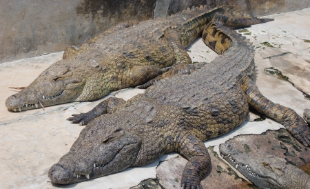 O parte dintre crocodili a fost deja capturată, dar peste jumătate din ei sunt încă în libertate, împrăştiaţi pe o suprafaţă extrem de largă. 