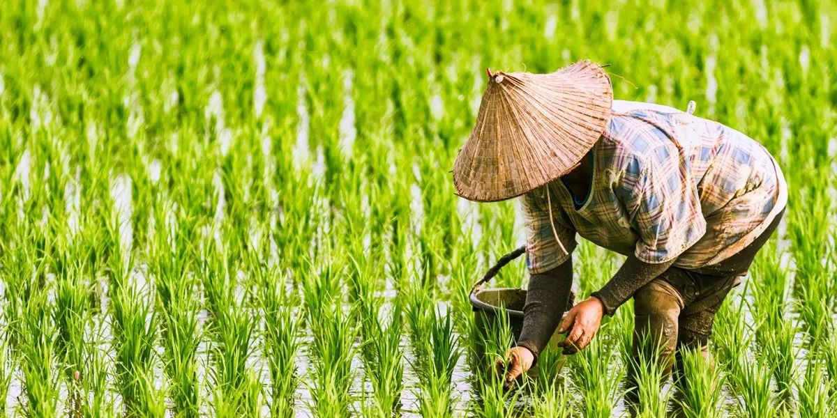 Recolta de orez din Japonia, amenințată de temperaturile record.