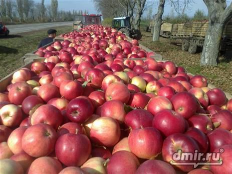 Речь идет о производителях поздних сортов яблок и винограда, пострадавших от введения ограничения на экспорт в Россию.