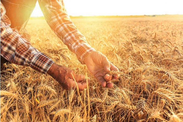 Aprobat Regulamentul de compensare a pierderilor în agricultură