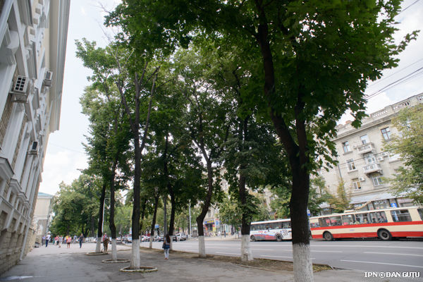 Regulamentul gestionării şi protecţiei spaţiilor verzi în Chişinău, prezentat . Foto: ipn.md
