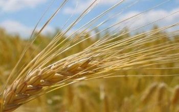 Decizia respectivă va luată în baza informaţiei prezentate de Agenţia de intervenţii şi plăţi în agricultură