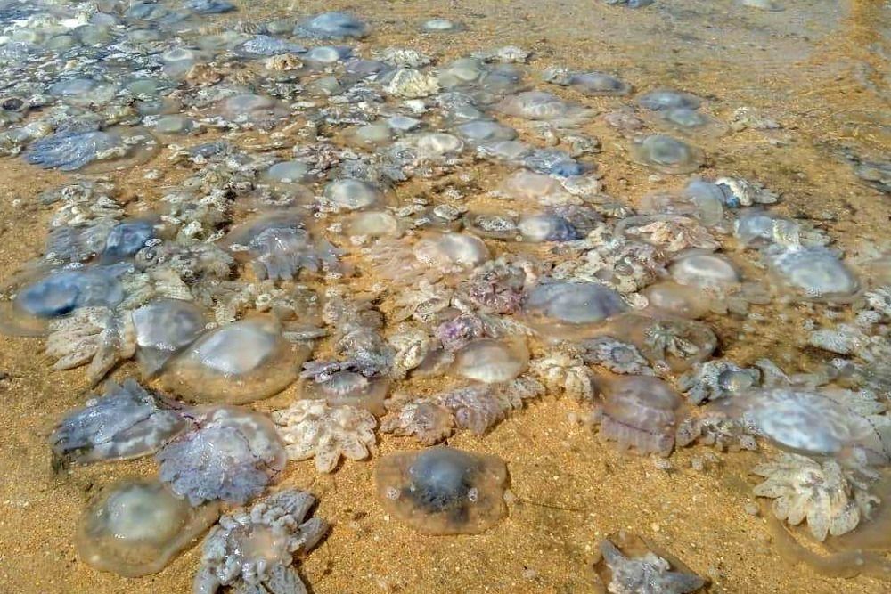 В море у берегов Анапы произошла массовая гибель медуз.