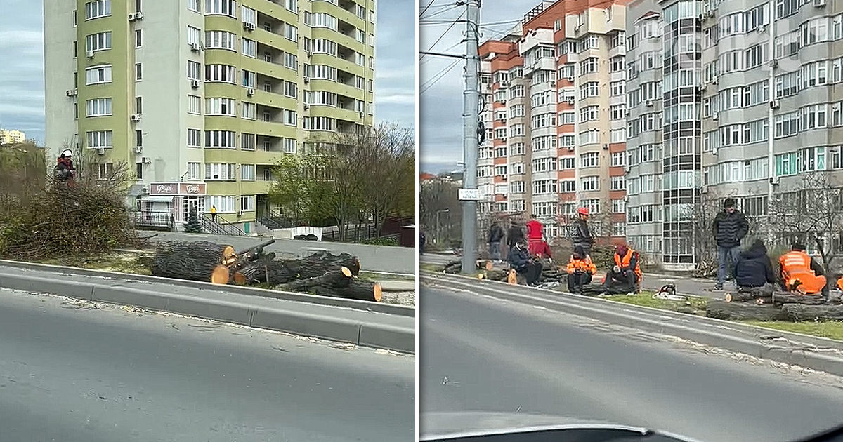 Primăria vine cu clarificări privind defrișarea arborilor de pe bulevardul Renașterii Naționale.