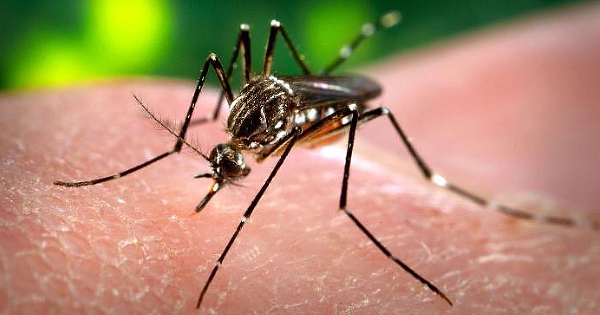 Sri Lanka a înregistrat cel mai mare focar de febră chikungunya din ultimii 20 de ani.