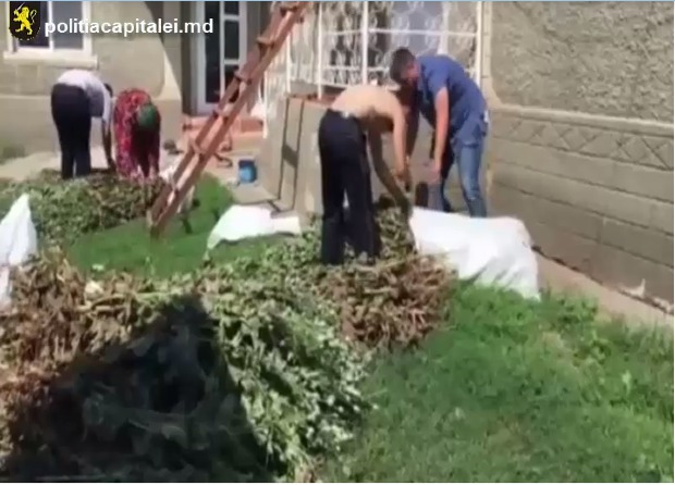Poliția face „ordine” în grădina unui gospodar de la Băcioi. Foto (captura): politiacapitalei.md