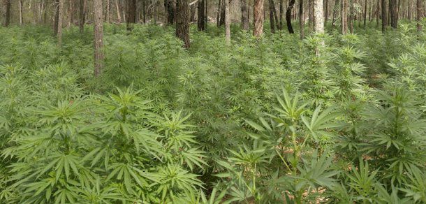 400 de plante de marijuana depistate de polițiști în raionul Căușeni. Foto: police.nsw.gov.au
