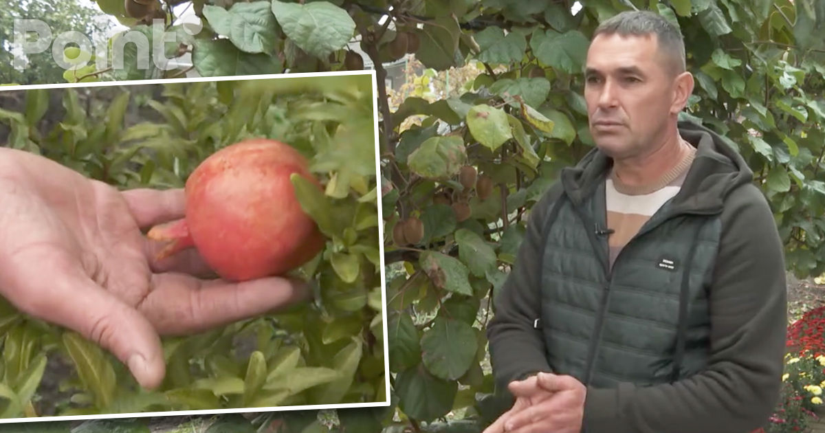 Kiwi, rodii și cactuși cresc într-o grădină din Drochia.
